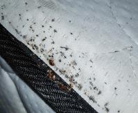 Bed Bug Exterminator Winnipeg image 23